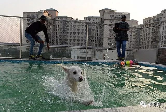 在印度这家专门为狗狗建造的酒店，真是豪华到让人羡慕…… - 4