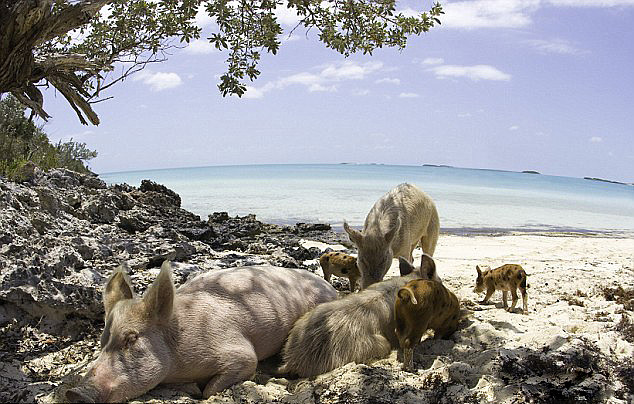 巴哈马有一个猪岛，上面有一群被水手遗弃的猪，是当年没来得及吃完的…… - 4