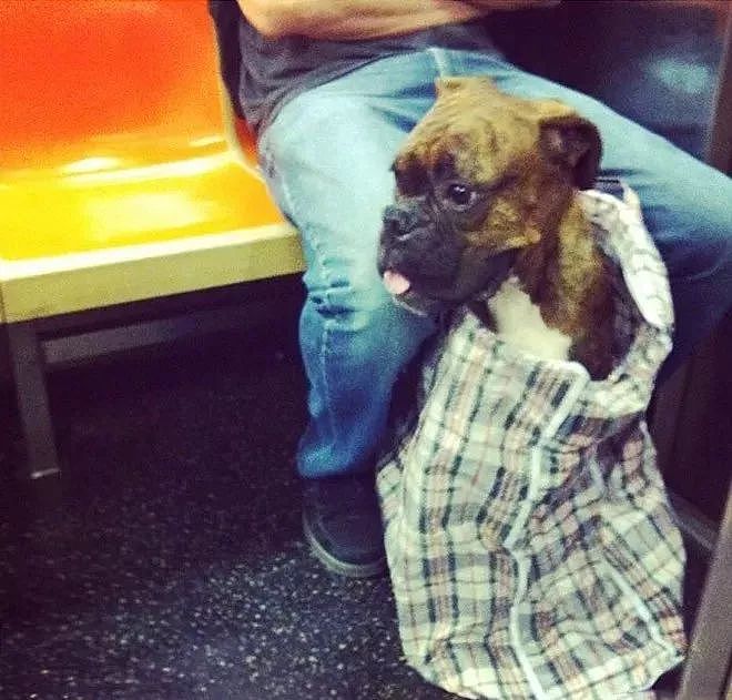 把狗装起来就能乘地铁！可这只萨摩耶却被拦了下来，原因是... - 6