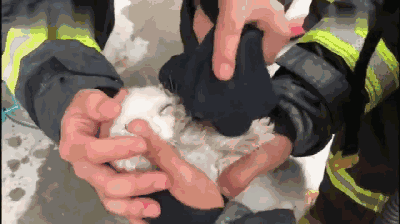 暖心：宠物店失火，消防员火场中救出20多只猫狗，蹲地做心肺复苏 - 7