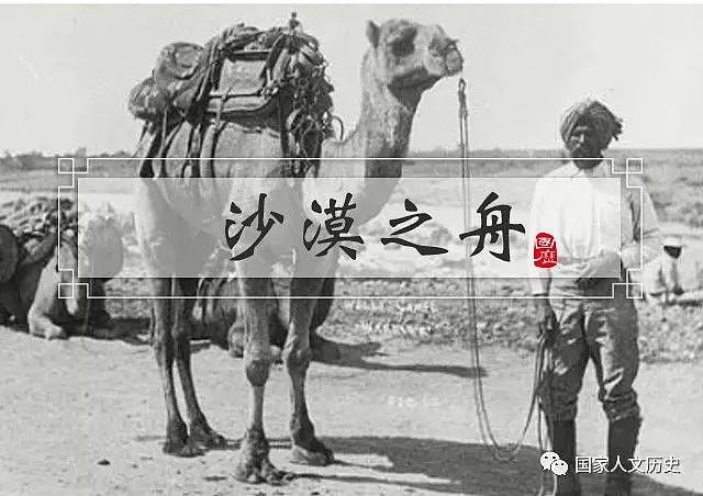 时代 | 骑骆驼的阿富汗人建起了半个澳大利亚，却受到歧视最终被驱逐 - 1