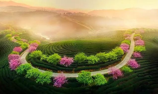 世界最大樱花园，竟就在中国福建！比日本大5倍，是阿里山的10倍美！ - 11