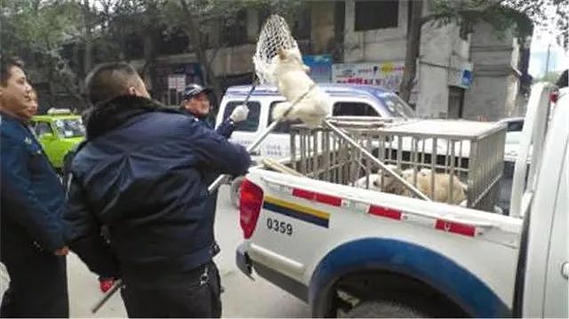 蒲江的警察蜀黍只用一招，就让养狗人“束手就擒”… - 9