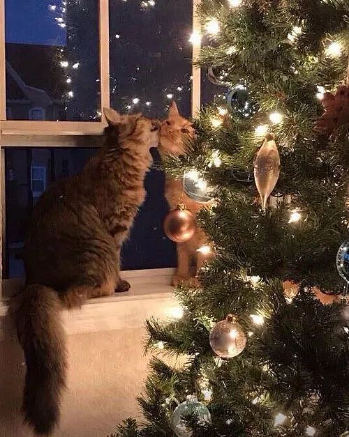 这两只猫咪躲在圣诞树后，风花雪月般的在甜蜜，发现被偷拍后... - 1
