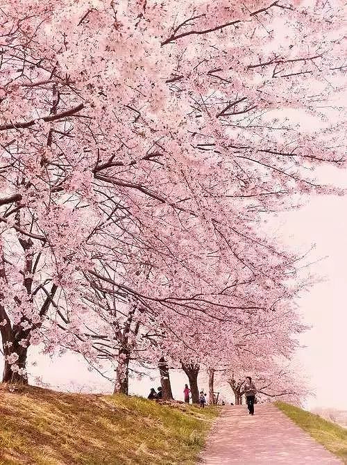 何必远赴日本，中国这8个超浪漫赏樱地，最便宜6元就可出发！ - 15