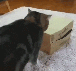 猫在纸盒里睡觉，另一只猫走过来直接压了上去，好霸道啊！ - 1