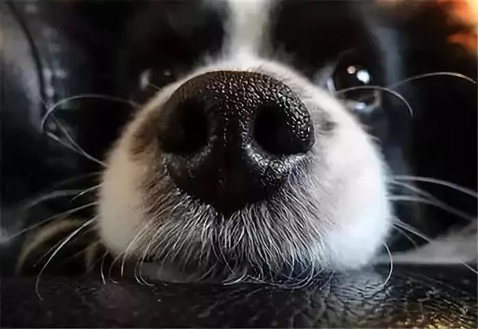 狗狗的鼻子为什么总是湿湿的，这可能是我听到的最暖心的传说！ - 3