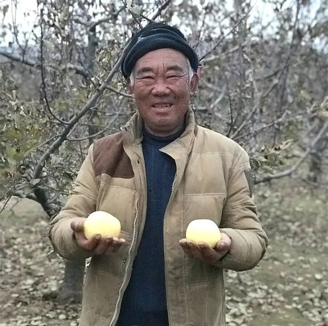 金黄色的富士苹果，一个慢慢慢成熟的苹果，吃回小时候的味儿 - 5