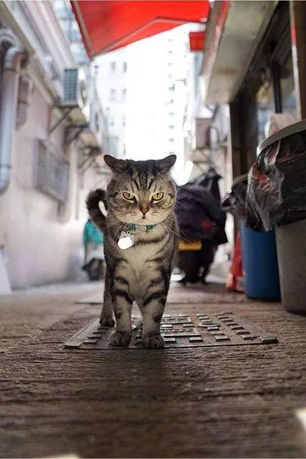 主人拍下猫在街头的霸气写真照，网友：竟然被一只猫帅到了！ - 1