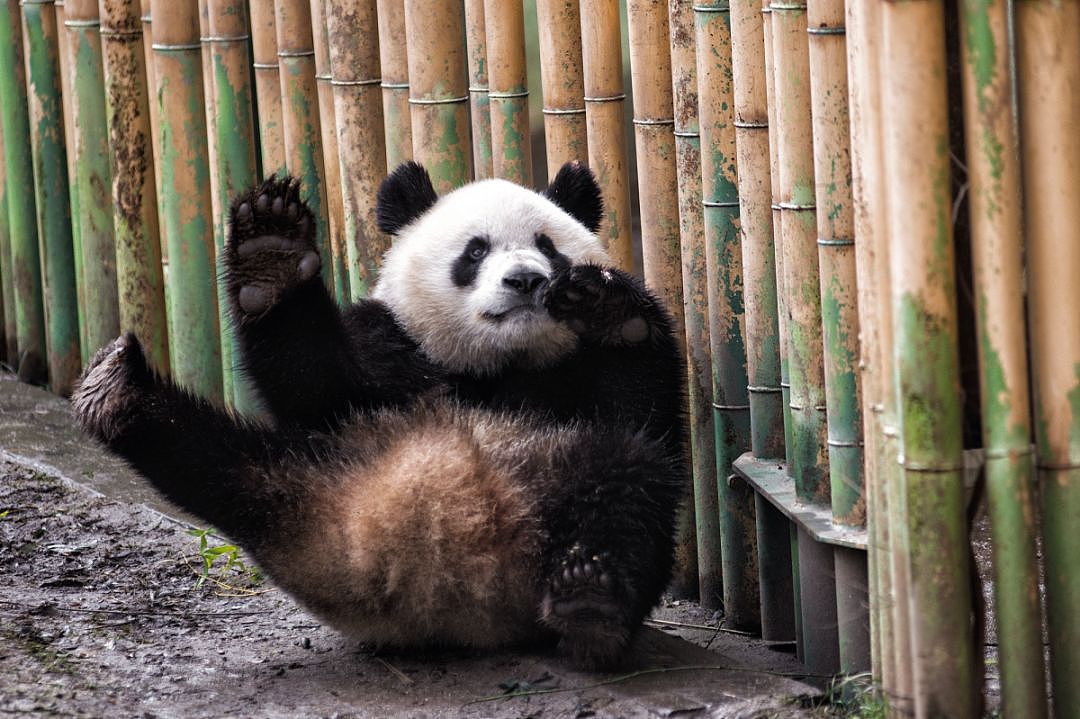 熊猫去了趟荷兰惊呆了！本以为是去旅游的，没想到是去登基的！ - 17