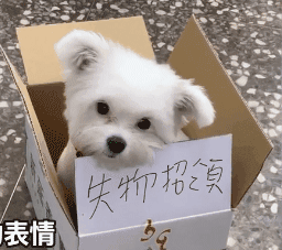 狗狗被装在“失物招领”的箱子里，网友被萌翻：是我丢的！ - 2