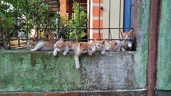一群小猫好奇地看风景，主人叫一声后，一起探出头的样子太可爱了！ - 1