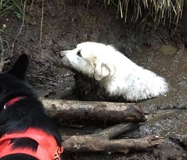 大白熊被困沼泽地，而救了它的英雄，竟是一只狗狗！ - 4