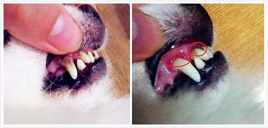 狗狗牙周病严重融断下巴，只能在嘴上打钢钉固定…… - 14