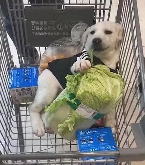 女主去超市买菜，把狗狗放购物篮，回头看到狗子做的事，淡定不了！ - 1