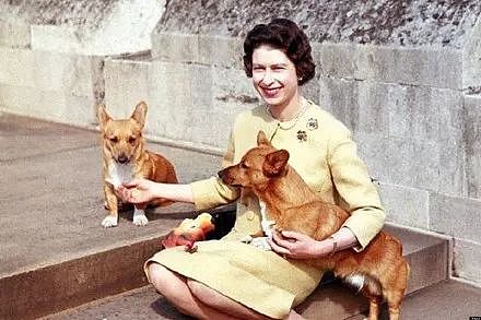 英国女王的最后一只柯基去世，她决定不再养狗..... - 4