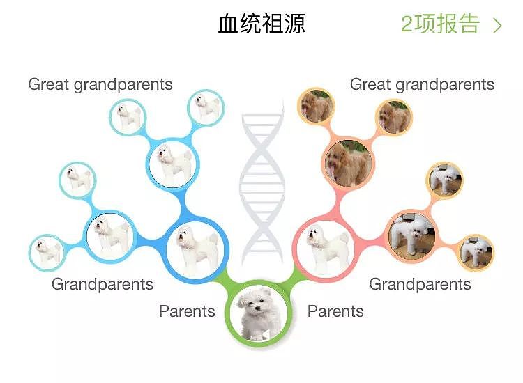 想为你家狗子免费做一次基因检测么？ - 19