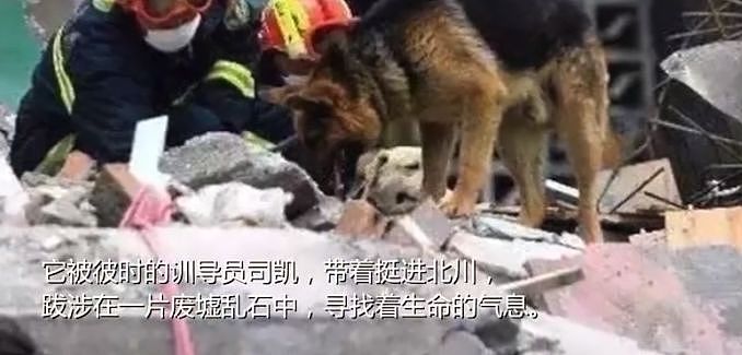 参与过汶川地震救援的最后一只搜救犬去世，“沈虎，愿你一路走好…” - 5