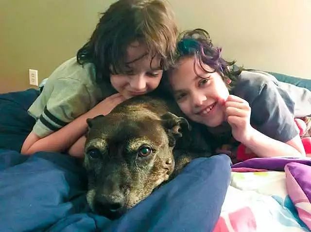 9岁女孩坚持要收养一只老狗狗，听了她的话以后，家人秒同意！ - 4