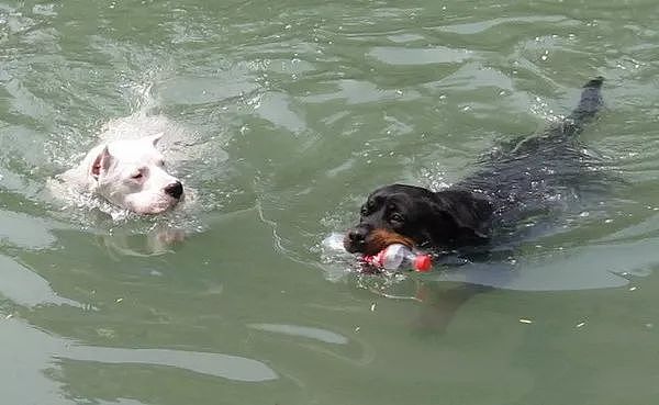 美国4只宠物狗在湖里游泳之后，相继死亡！ - 4