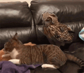 这只猫头鹰跟猫抢夺沙发，没想猫却怂了，结局有点出乎意外！ - 2