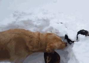 金毛在雪地玩耍，看到一只鸡被困在雪里，它竟然..... - 1