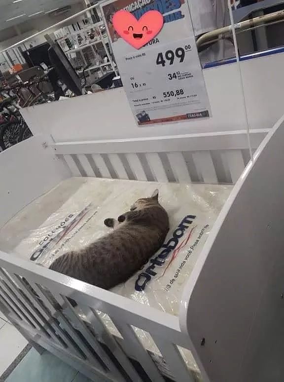 网友去超市买婴儿床，去发现上面有一只猫在睡觉，还有价格！ - 3