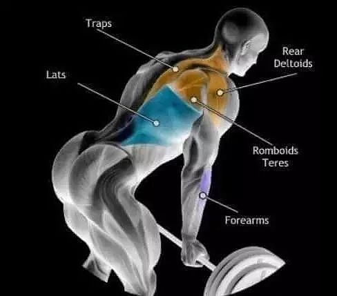 一组关于背阔肌部的训练图片。 - 4