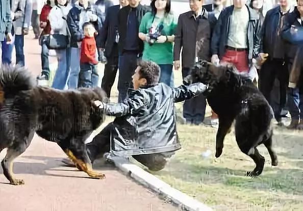 这种狗曾经是中国最贵的狗，如今却连流浪狗都不如…… - 8