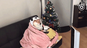 当你还在想怎样安心过圣诞的时候，人家的狗已经在装饰圣诞树了！ - 13