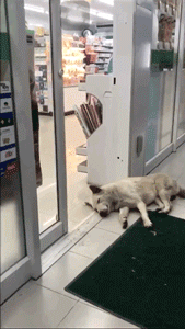 流浪狗在超市门口蹭冷气，结果却被…… - 3
