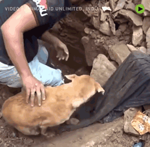印度水灾后，人们在废墟中发现一只疯狂刨土的狗…… - 6
