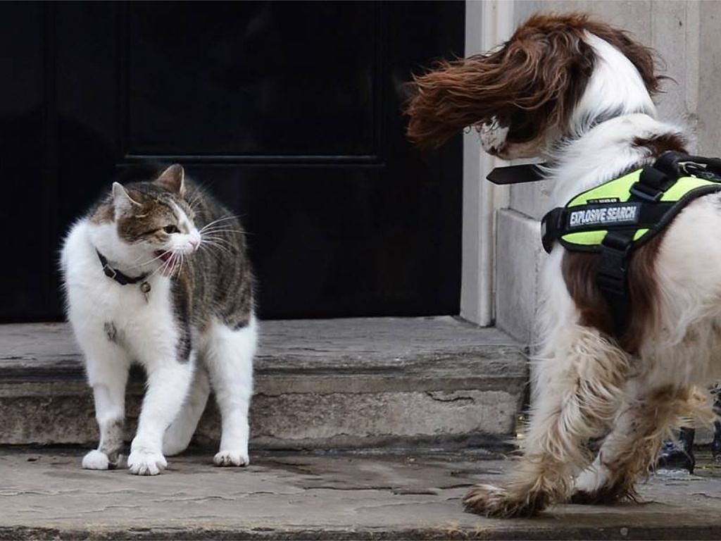英国首相收养了一只狗，但网友们却觉得它前途堪忧…… - 11
