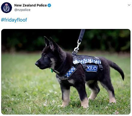 新西兰警方Ins因太爱晒狗被批评：还以为这是萌宠账号！ - 3