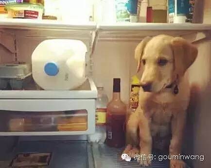 网友：这个夏天，我家狗子的命是冰箱给的.... - 2