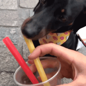 狗狗用杯子喝水，边喝边翻白眼：人类的生活方式真糟糕！ - 5