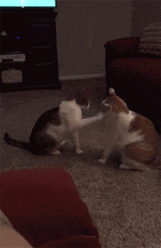 主人录下家里两只猫打架的视频，这打斗的方式也太激烈了吧！ - 4