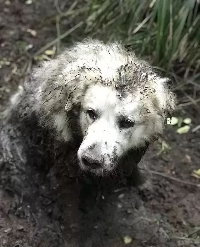 大白熊被困沼泽地，而救了它的英雄，竟是一只狗狗！ - 6