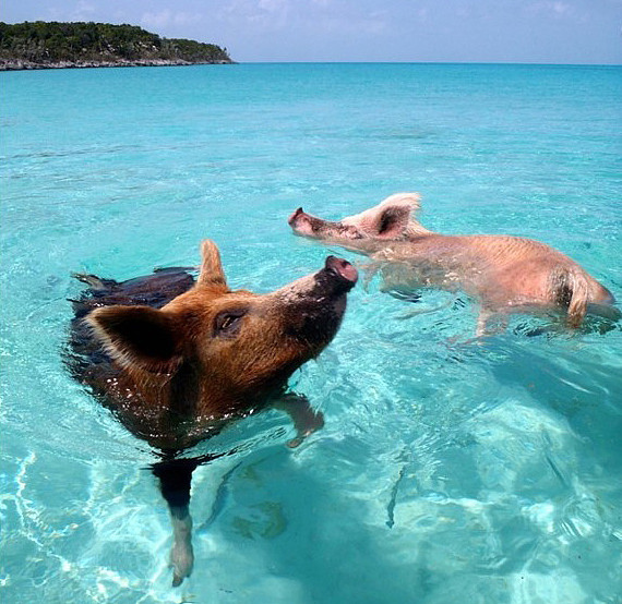 巴哈马有一个猪岛，上面有一群被水手遗弃的猪，是当年没来得及吃完的…… - 12