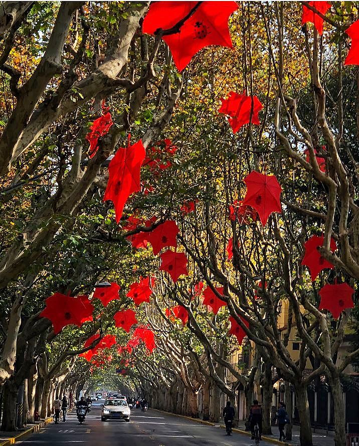 上海最美的秋天，最浪漫的落叶，一定要去这条街 - 9