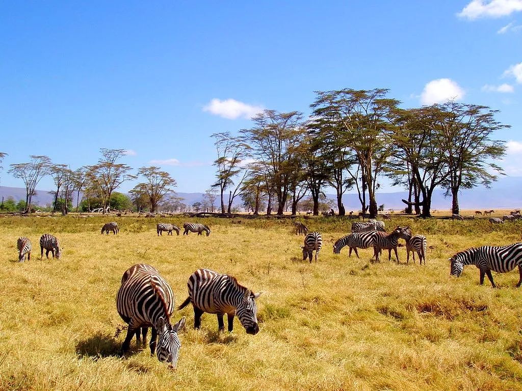 肯尼亚+坦桑尼亚，春节远走东非开启Safari之旅！ - 16