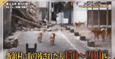 日本福岛大地震后，百只柴犬依旧死守家园… - 1