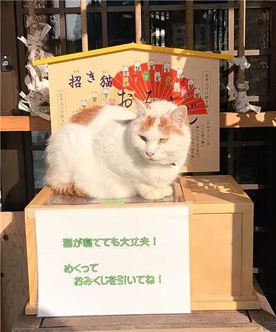 日本猫寺里住着30多只猫，竟比僧人还多，又想骗我去当和尚？ - 29