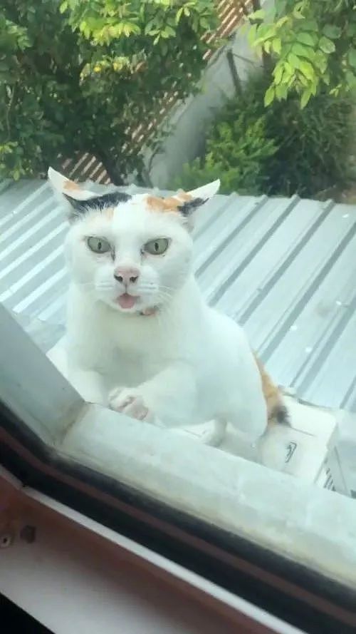网友表示邻居家的猫比鬼还恐怖，经常爬到窗户边让人吓得半死！ - 2