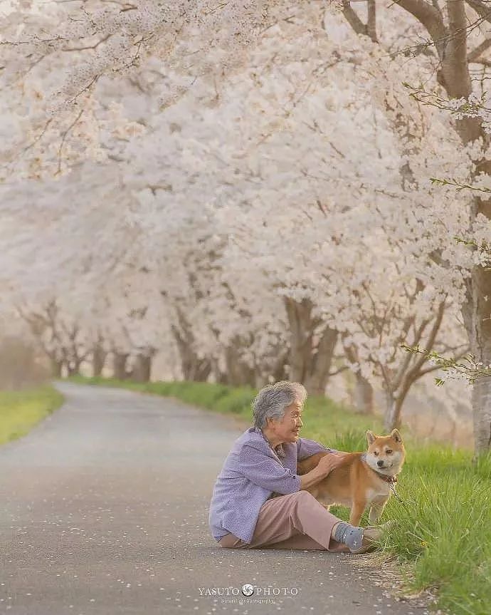 暖心！日本摄影师镜头下的奶奶和柴犬，这组照片治愈了无数网友…… - 2