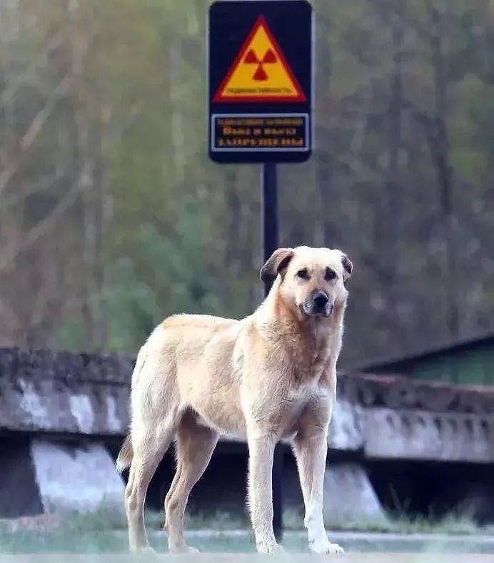 33年过去了，切尔诺贝利核辐射下的狗狗如今怎样了？ - 19