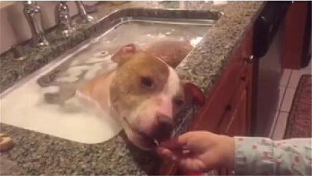 狗子惬意的泡澡，其实这是人们在救它的命！ - 1