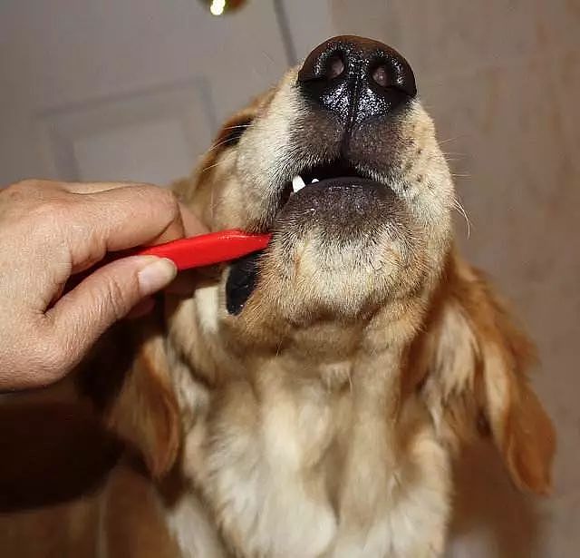 狗狗每天自己刷牙？原来是因为…… - 2