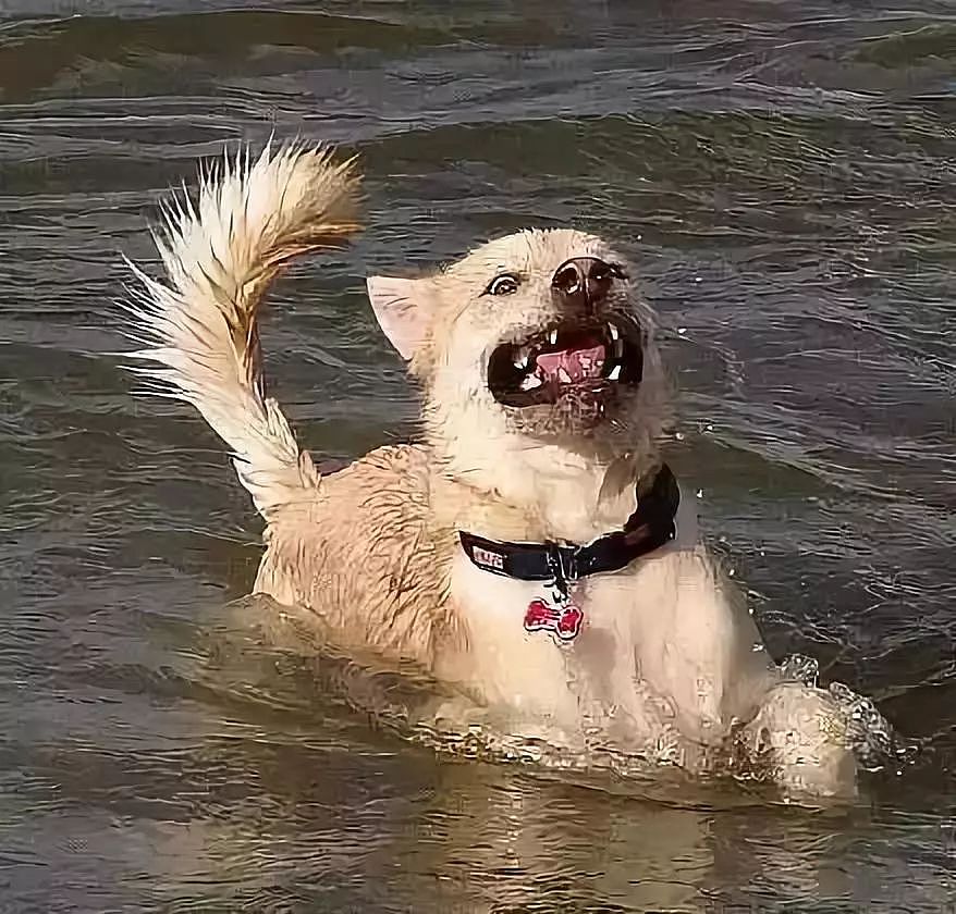 狗子下水之后发现就自己不会游泳，好尴尬呀… - 7
