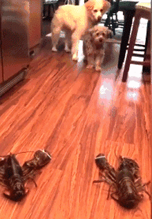 狗子在地板上看到2只大龙虾，下一秒它的举动笑喷了..... - 1
